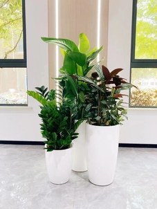 专业绿植租赁服务，宁波鄞州的绿色之选